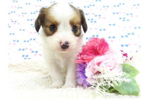 成約済の千葉県のパピヨン-381361の3枚目