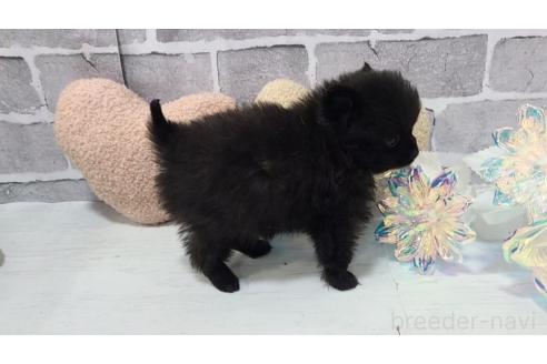 販売中の東京都のポメラニアン-384227の17枚目