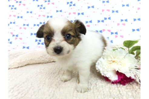 販売中の千葉県のパピヨン-381947の9枚目