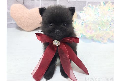 販売中の東京都のポメラニアン-384227の11枚目