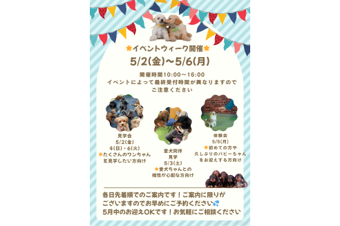 成約済の茨城県のポメラニアン-380793の4枚目