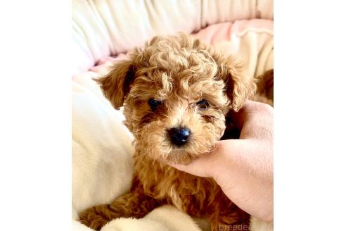 成約済の静岡県のミックス犬-380420の26枚目