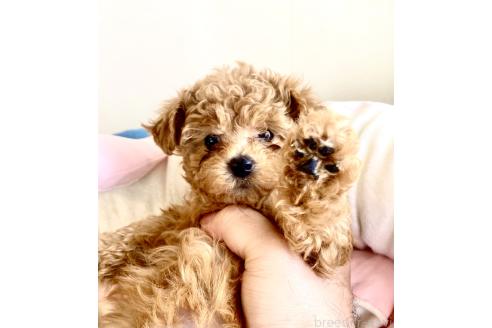 成約済の静岡県のミックス犬-380420の24枚目