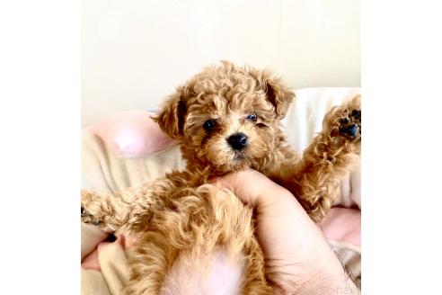 成約済の静岡県のミックス犬-380420の22枚目