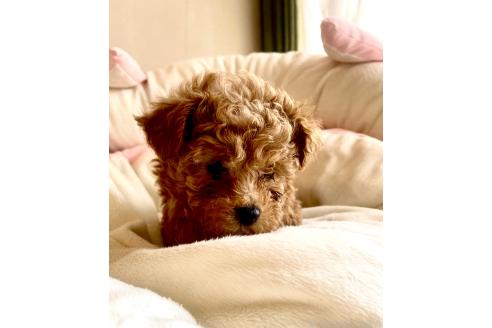 成約済の静岡県のミックス犬-380420の20枚目