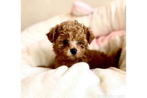 成約済の静岡県のミックス犬-380420の19枚目