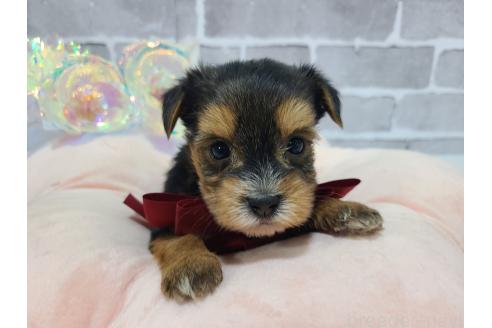 販売中の東京都のミックス犬-384234の18枚目