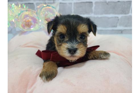 販売中の東京都のミックス犬-384234の17枚目