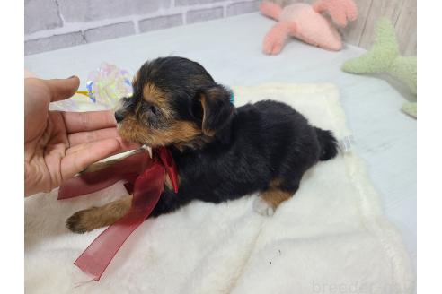 販売中の東京都のミックス犬-384234の16枚目