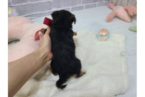 販売中の東京都のミックス犬-384234の15枚目