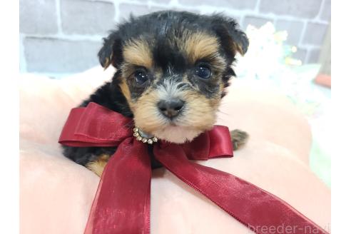 販売中の東京都のミックス犬-384240の23枚目