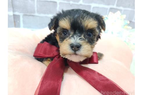 販売中の東京都のミックス犬-384240の22枚目