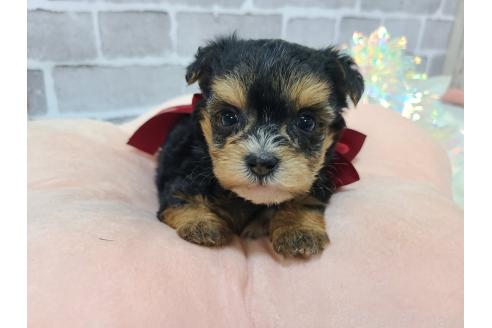 販売中の東京都のミックス犬-384240の20枚目