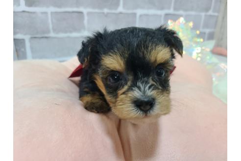 販売中の東京都のミックス犬-384240の19枚目