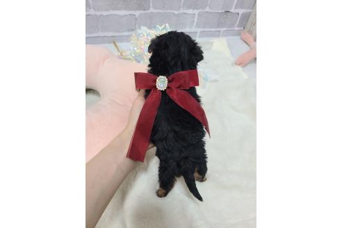 販売中の東京都のミックス犬-384240の18枚目