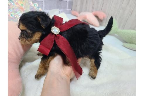 販売中の東京都のミックス犬-384240の17枚目