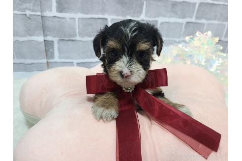 販売中の東京都のミックス犬-384241の20枚目