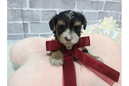 販売中の東京都のミックス犬-384241の19枚目