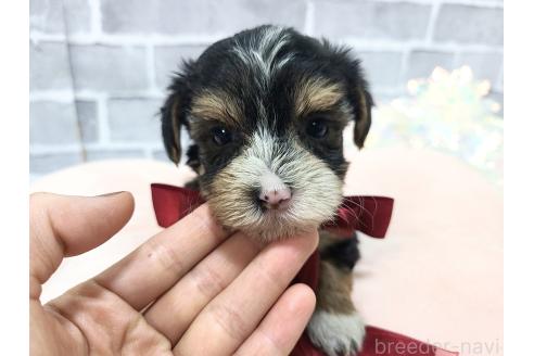 販売中の東京都のミックス犬-384241の18枚目