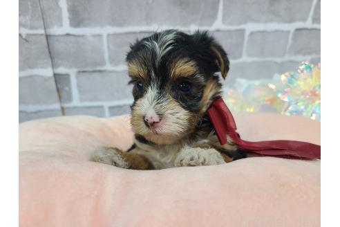 販売中の東京都のミックス犬-384241の16枚目