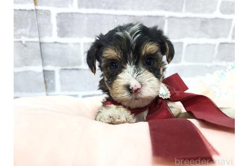 販売中の東京都のミックス犬-384241の15枚目