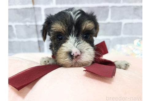 販売中の東京都のミックス犬-384241の14枚目