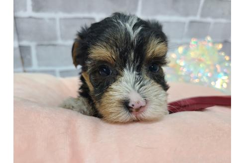 販売中の東京都のミックス犬-384241の13枚目