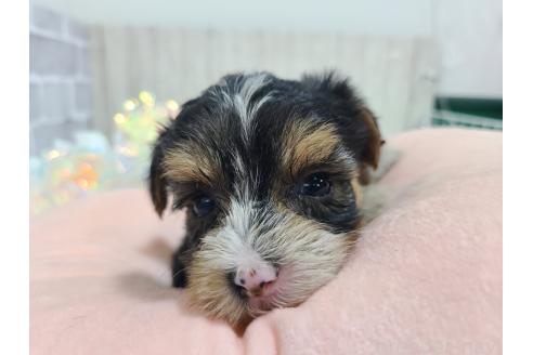 販売中の東京都のミックス犬-384241の12枚目