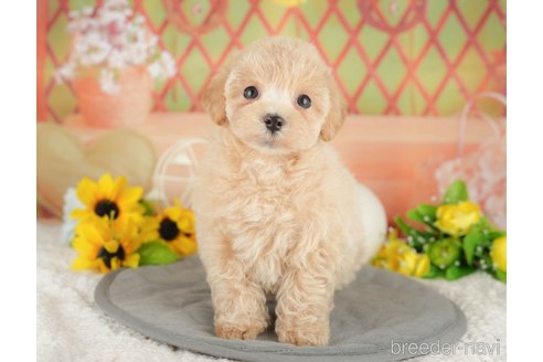 販売中の東京都のマルプー:マルチーズ×トイプードル-384679の8枚目