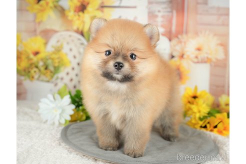 販売中の東京都のポメラニアン-384623の4枚目