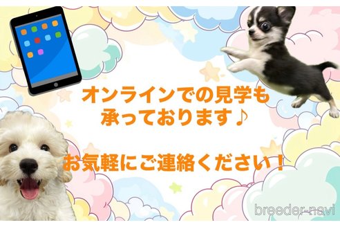 販売中の栃木県のトイプードル-385543の11枚目