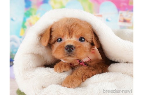 成約済の栃木県のミックス犬-385544の1枚目