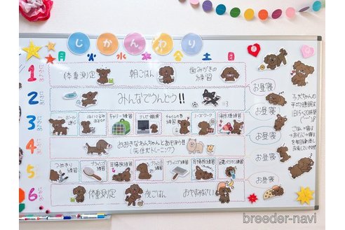販売中の栃木県のポメラニアン-385545の10枚目