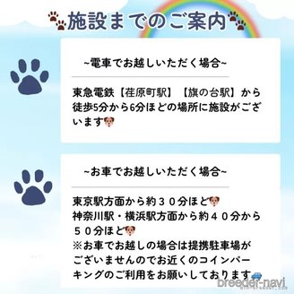販売中の東京都のチワワ(ロングコート)-386254の8枚目