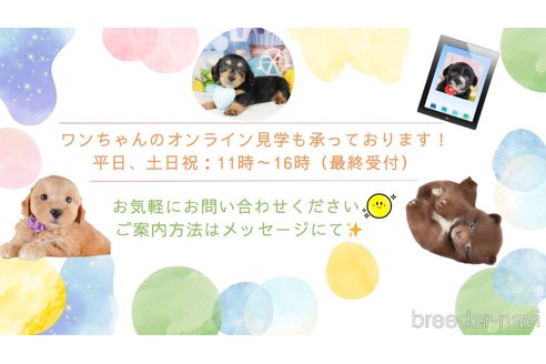 販売中の東京都のトイプードル-386255の7枚目
