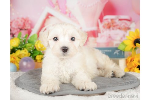 成約済の埼玉県のマルプー:マルチーズ×トイプードル-384346の11枚目