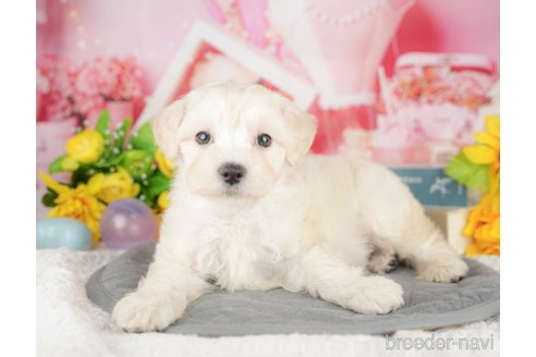 成約済の埼玉県のマルプー:マルチーズ×トイプードル-384346の10枚目