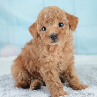 成約済の埼玉県のトイプードル-384306の1枚目