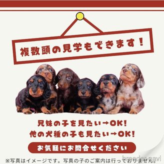 販売中の茨城県のチワワ(ロングコート)-386351の6枚目