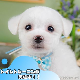 販売中の静岡県のビションフリーゼ-385161