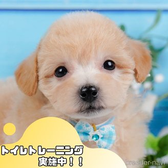 成約済の静岡県のビションプー:ビションフリーゼ×トイプードル-385164の1枚目