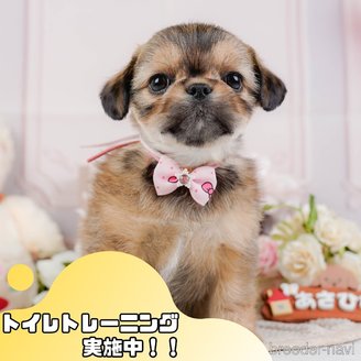 成約済ののチワズー:チワワ×シーズー-385168