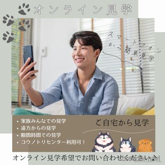 販売中の静岡県のトイプードル-385213の16枚目