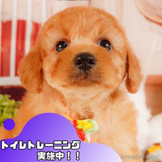 成約済の静岡県のトイプードル-385226の1枚目