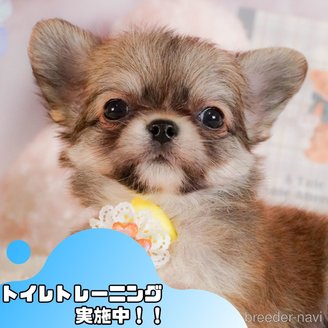 成約済の静岡県のチワワ(ロングコート)-385267の1枚目