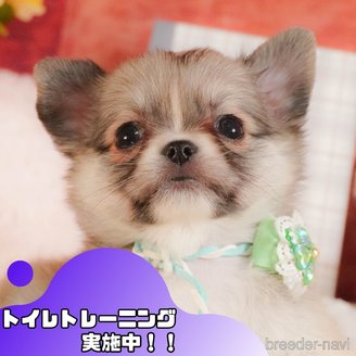 成約済の静岡県のチワワ(ロングコート)-385269の1枚目