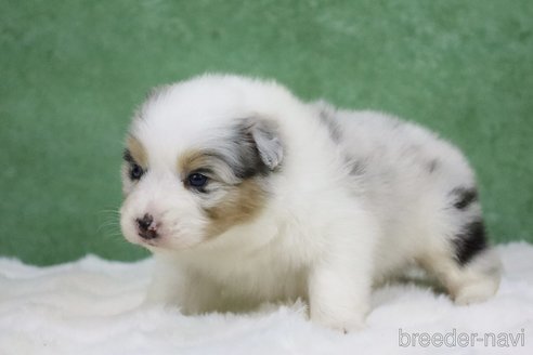 成約済の東京都のオーストラリアンシェパード-384255の7枚目