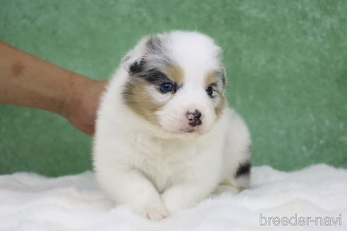 成約済の東京都のオーストラリアンシェパード-384255の2枚目