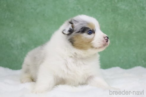 成約済の東京都のオーストラリアンシェパード-384255の8枚目