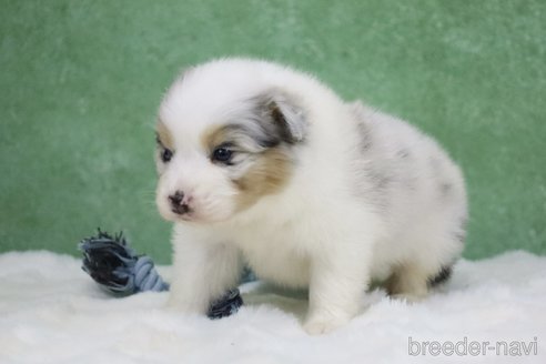 成約済の東京都のオーストラリアンシェパード-384255の11枚目